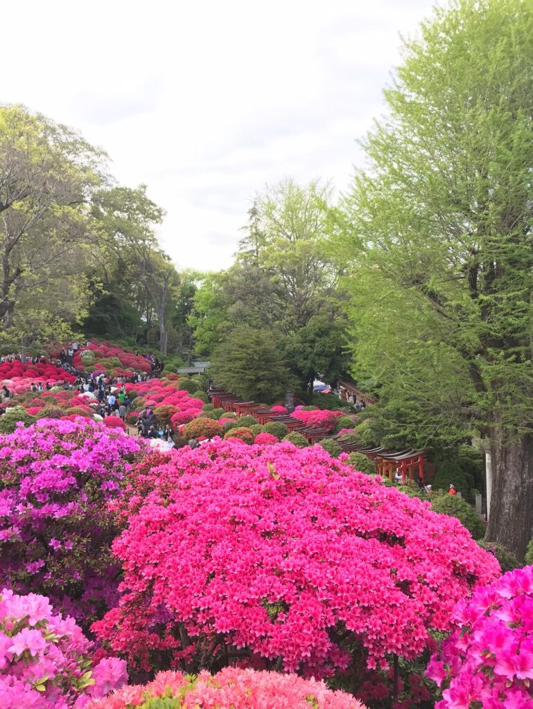 根津神社　つつじ祭り